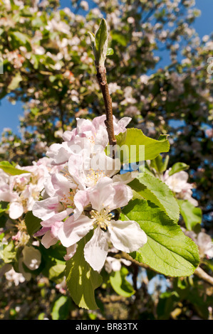 portrait of apple blossom in a cider apple orchard in somerset england ...