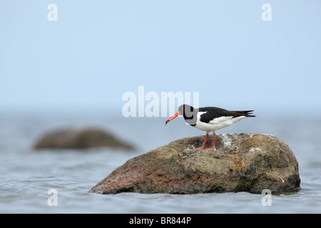 Oystercatcher (Haematopus ostralegus) with Stickleback (Gasterosteus aculeatus) in his beak. Stock Photo