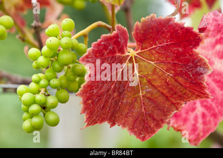 landscape of grapes and Autumn colour shown in vine leaves in a vineyard in somerset england Stock Photo
