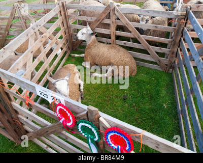 Two prize winning Blue faced Leicester Ram lambs at the Stokesley Agricultural Show 2010 Stock Photo