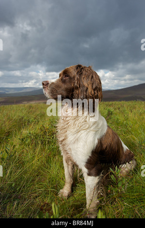 Springer spaniel watching for grouse on a moor in Invernesshire Stock Photo