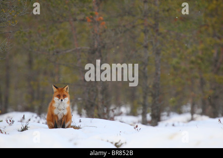 Wild Red Fox (Vulpes vulpes) sitting in the bog. Stock Photo