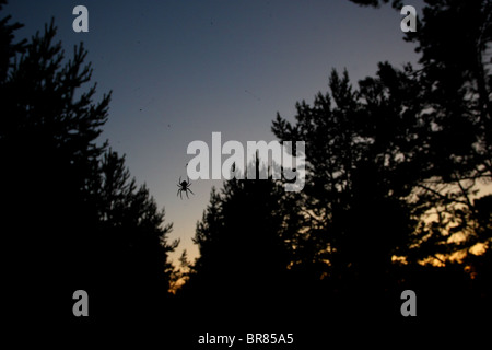 Large spider (Garden or Cross spider) sitting on web at night. Stock Photo