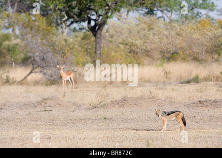 Impala and black-backed jackal in Kruger National Park, South Africa Stock Photo