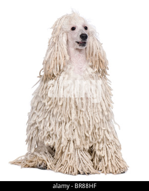 White Corded standard Poodle sitting in front of white background Stock Photo