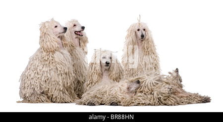 Group of White Corded standard Poodles in front of white background Stock Photo