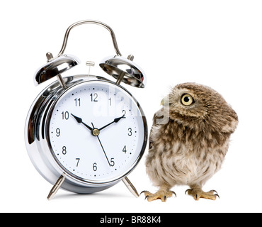 Little Owl, 50 days old, Athene noctua, in front of a white background with alarm clock Stock Photo