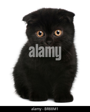 Scottish Fold Kitten, 11 weeks old, sitting in front of white background Stock Photo