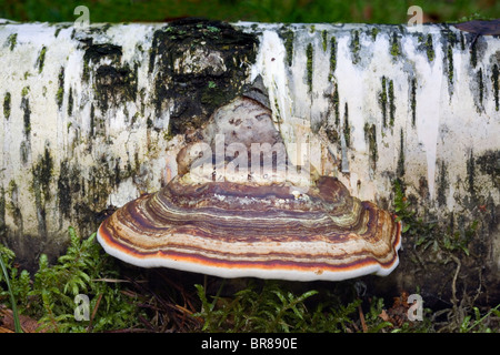 Fomitopsis pinicola – Red Banded Polypore Stock Photo