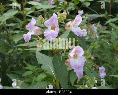 Himalayan or Indian Balsam (Impatiens glandulifera) an invasive non native plant growing in the UK