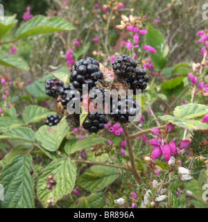 Close Up of Blackberries on a Wild Bramble Plant (Rubus fruticosus) in Late Summer, UK Stock Photo