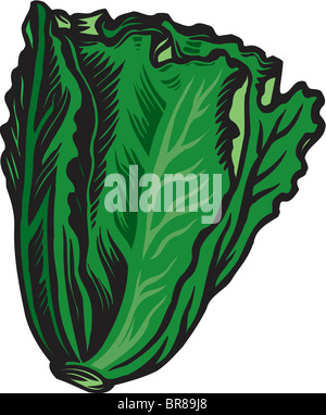Fresh green romaine lettuce represented on a white background Stock Photo