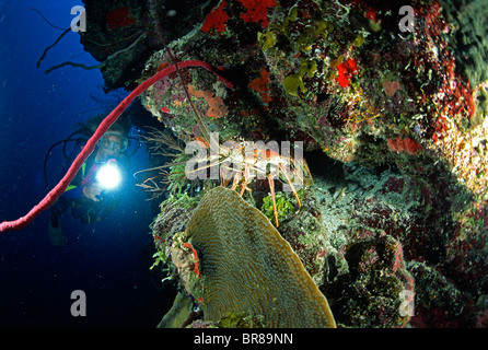 Diver watching Spiny lobster (Panulirus argus) in a rock wall, Belize Cayes, Caribbean. Stock Photo