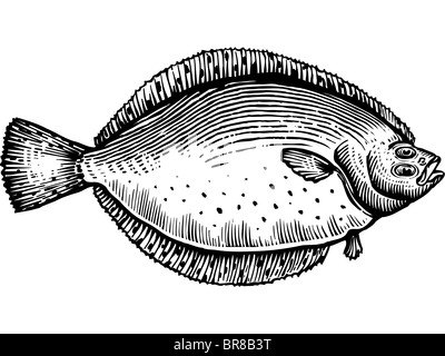 One eyed fish hi-res stock photography and images - Page 4 - Alamy
