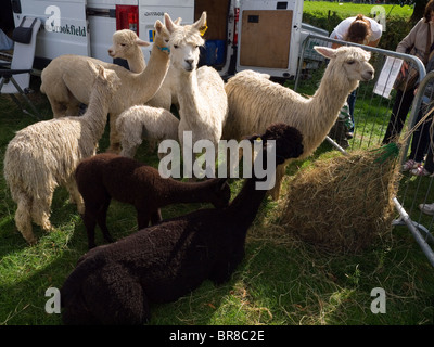 A group of Alpacas (Vicugna Pacos) on display at the Stokesley Agricultural Show 2010 Stock Photo