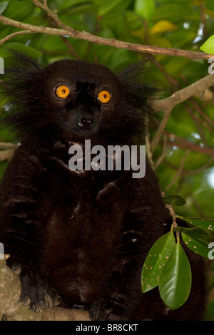 Male Black Lemur, Eulemur Macaco Stock Photo