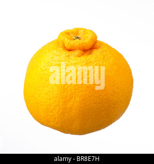 Dekopon (Citrus fruit) Stock Photo