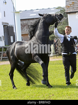 Black Morgan Horse stallion Stock Photo