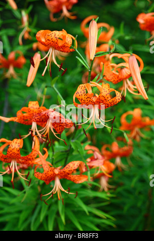 A vertical closeup of Lilium lancifolium, a tiger lily against the