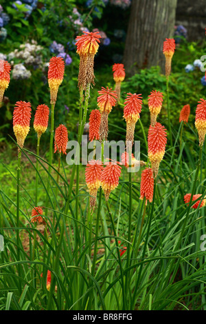 Torch Lily Stock Photo