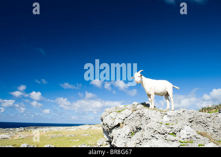 Goat on top of rocks Stock Photo