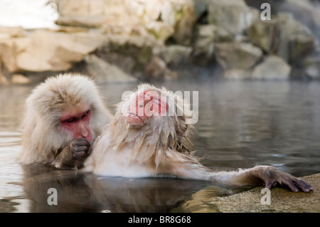 Two Japanese macaques (Macaca fuscata) in hot spring