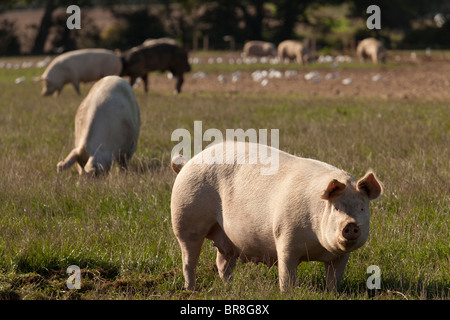 Outdoor reared free range gloucester old spot pigs on a farm Stock Photo