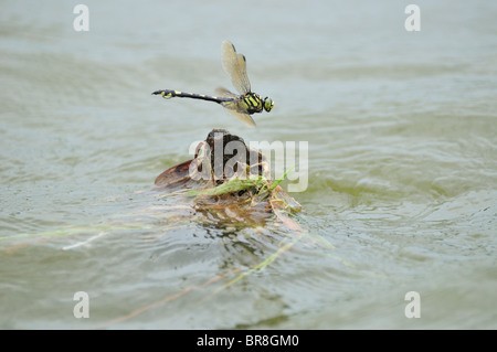 Sinictinogomphus clavatus flying over water Stock Photo