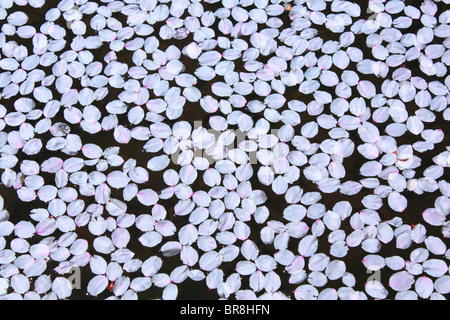 Fallen petals of cherry flowers, full frame Stock Photo