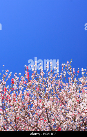 Peach trees under sky, blue background, copy space Stock Photo