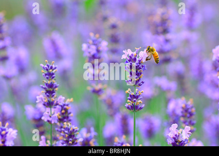 Bee on lavender, close up, differential focus Stock Photo