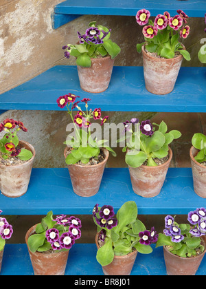 auricula theatre images