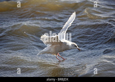 First Winter Iceland Gull, Larus glaucoides Stock Photo