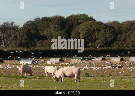 Outdoor reared free range gloucester old spot pigs on a farm with huts Stock Photo