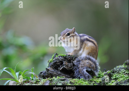 Feral Siberian chipmunk (Eutamias sibiricus - Tamias sibiricus) - 'Forêt de Soignes' wood - Brussels - Belgium Stock Photo