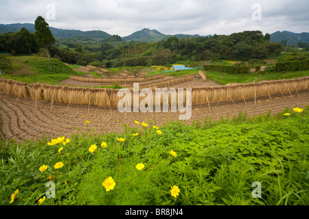 Wildflowers and harvested rice field Stock Photo