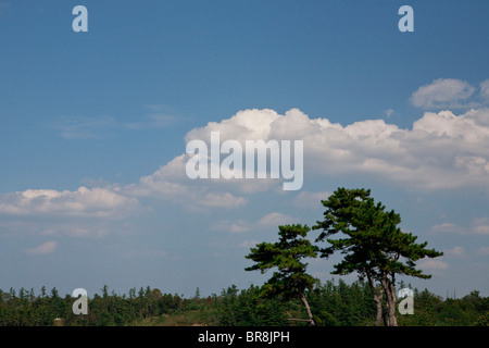 Tojinbo Cliffs Stock Photo