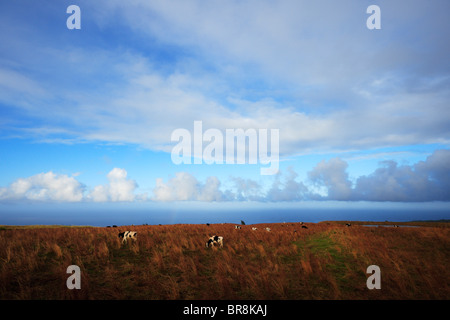 Cows Eating Grass in Meadow, Hawaii, USA Stock Photo