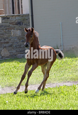 Very young Morgan Horse colt foal cantering Stock Photo