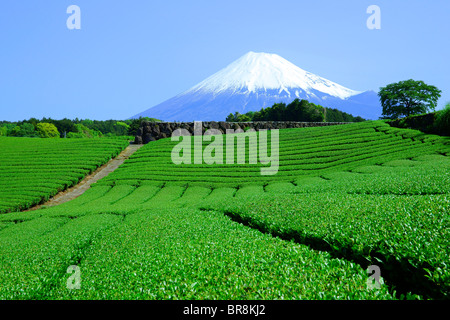 Tea plantation and Mt. Fuji Stock Photo
