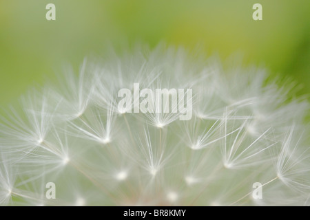 Dandelion Stock Photo