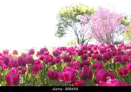 Tulips Stock Photo