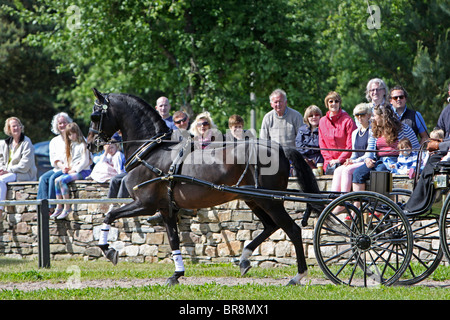 Brown Morgan Horse stallion pulling a carriage Stock Photo