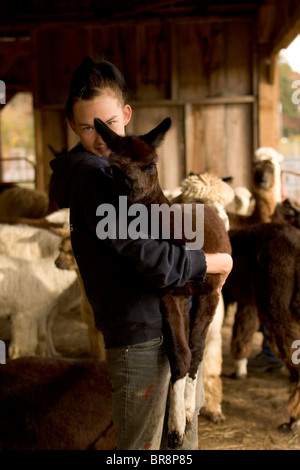 A young girl holds a baby alpaca in her arms at an alpaca farm in Hampton Connecticut. Stock Photo