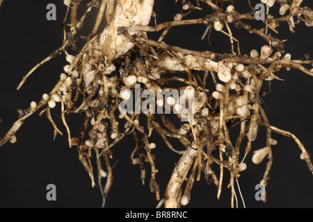 Rhizobium root nodules on the roots of a broad or field bean for nitrogen fixation Stock Photo