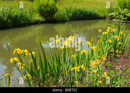 The Rock Garden, Wisley RHS Garden, Surrey, UK. Yellow irises. Stock Photo