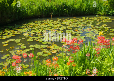 The Rock Garden, Wisley RHS Garden, Surrey, UK. Primulas and water lilies Stock Photo