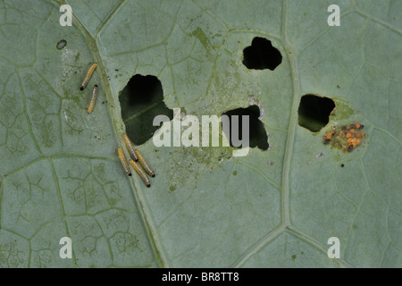 Large white - Cabbage white (Pieris brassicae) new born caterpillars eating on a leaf of green cabbage Stock Photo