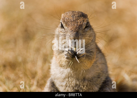 Unstriped Ground Squirrel (Xerus rutilus) - ground squirrel eating - May, Etosha National Park, Namibia, Southern Africa Stock Photo