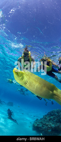 Snorkelers and Green moray eel (Gymnothorax funebris) Grand Cayman British West Indies Stock Photo